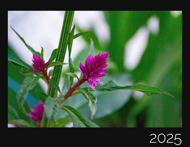 Black Background Gallery Black Background Gallery