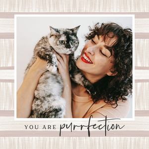 Purrfect Pet Cat Book Purrfect Pet Cat Book