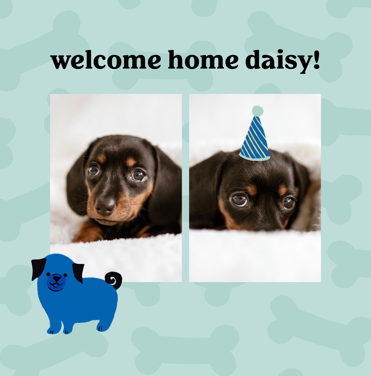 The Best Pet Photo Album Dog Photo Album